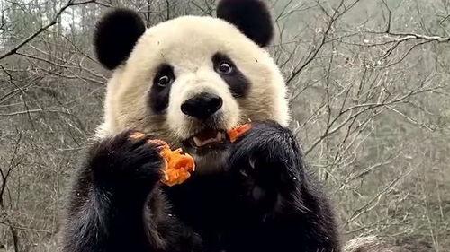 娱乐吃瓜大熊猫视频下载,萌态可掬萌翻网友